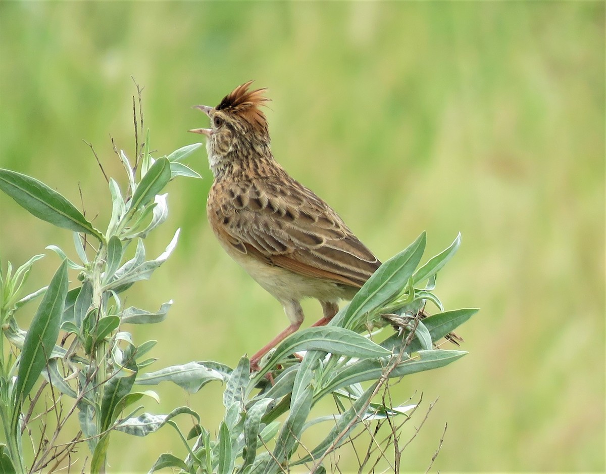 Rufous-naped Lark - ML547505261