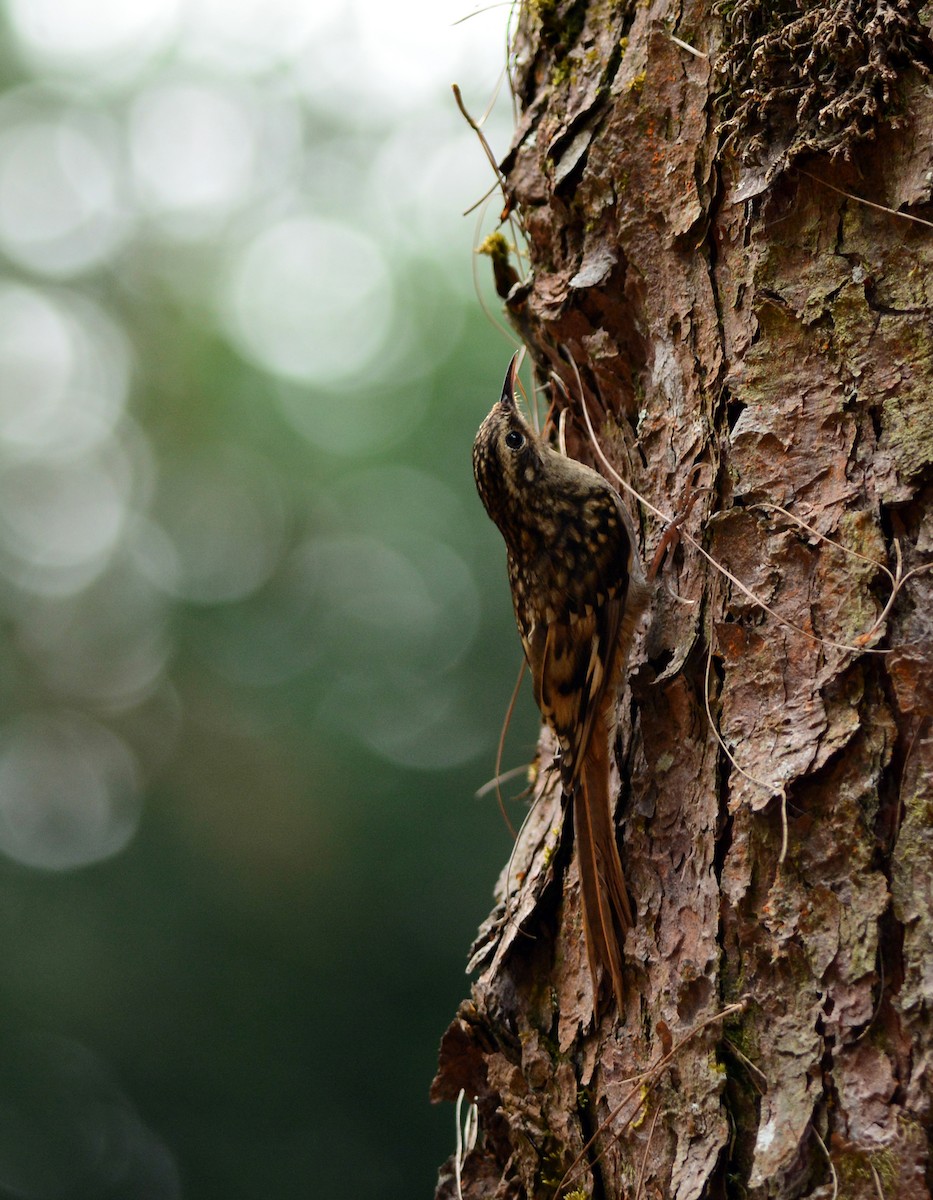 Sikkim Treecreeper - Ajoy Kumar Dawn