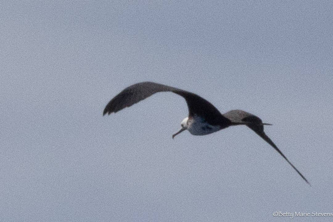 Great Frigatebird - ML547505481