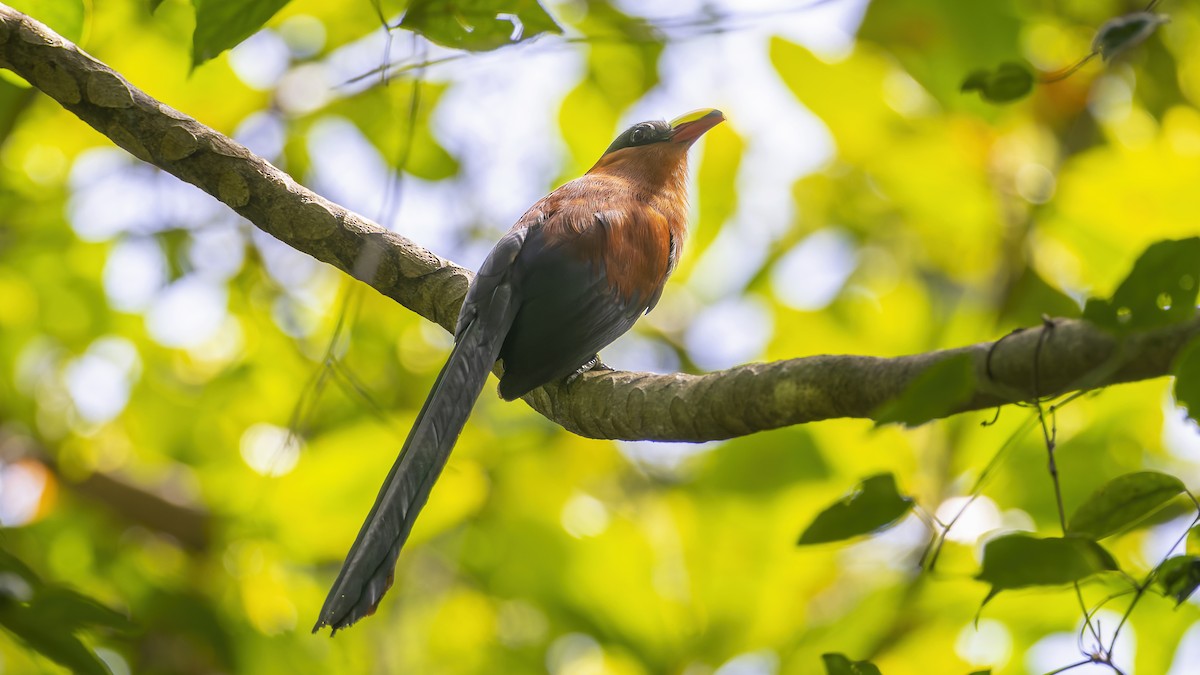 Yellow-billed Malkoha - ML547508991