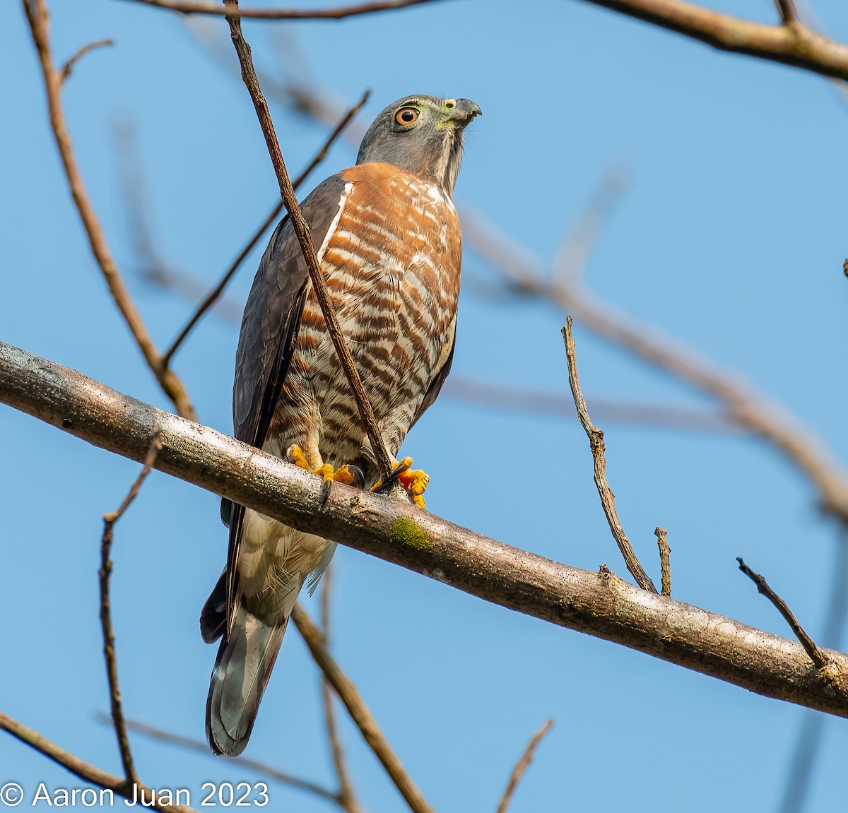 Double-toothed Kite - ML547510721