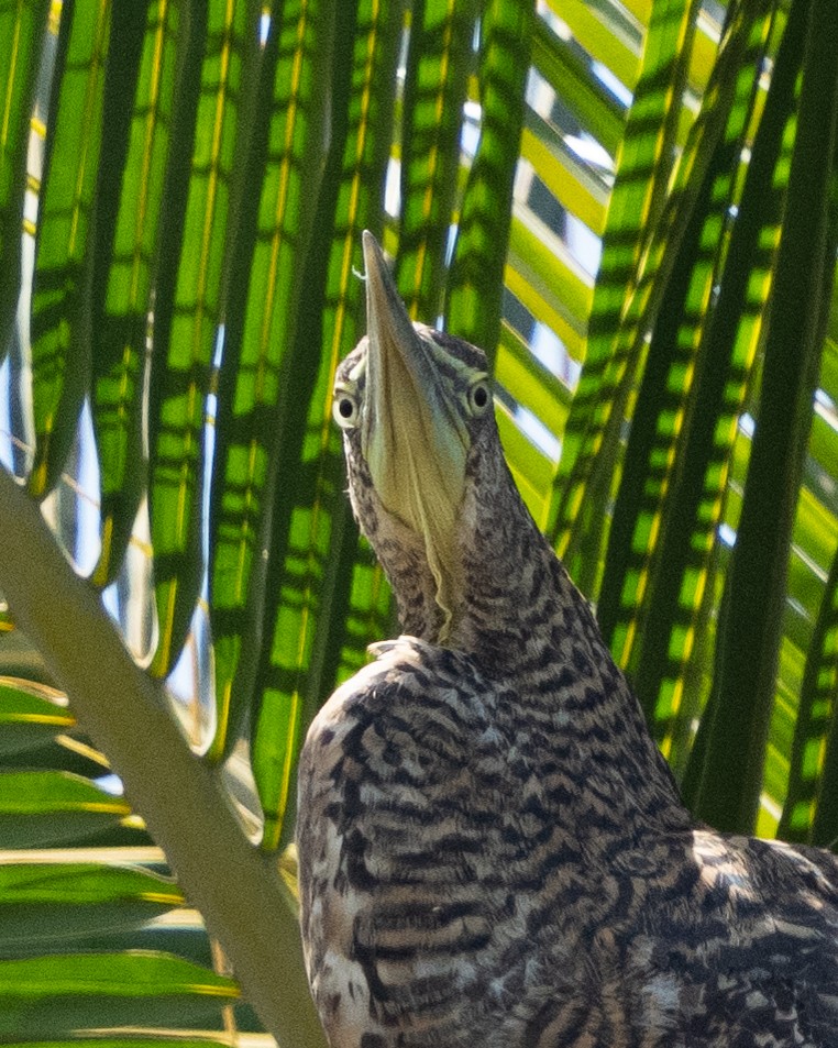 Bare-throated Tiger-Heron - ML547511041