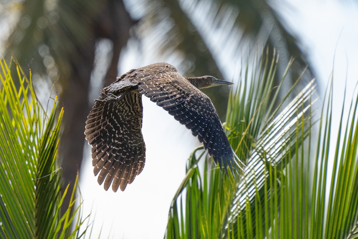 Bare-throated Tiger-Heron - ML547511051