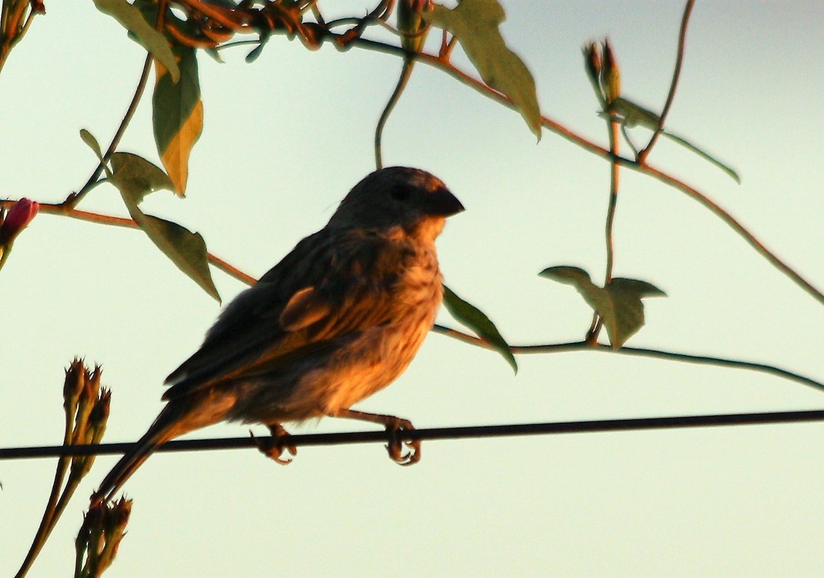 Grassland Yellow-Finch - ML54751171