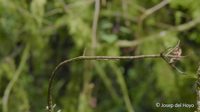 Paruline ceinturée - ML547511981