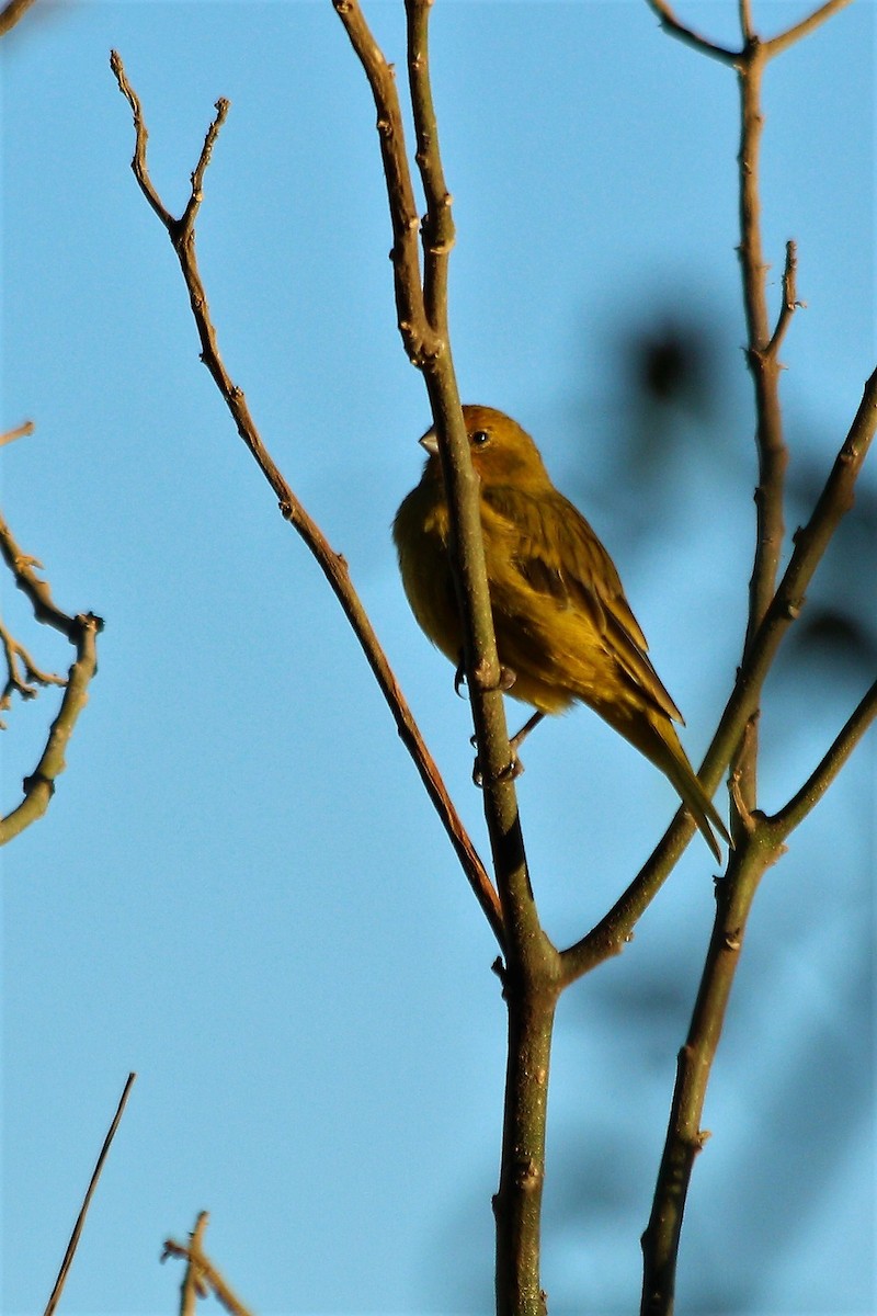 Grassland Yellow-Finch - ML54751201