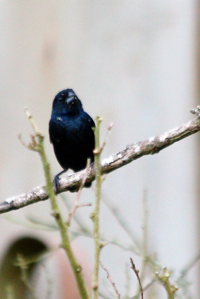 Blue-black Grassquit - ML54751221