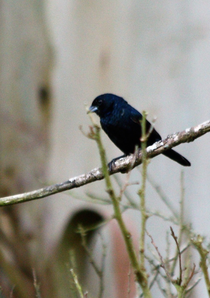 Blue-black Grassquit - ML54751261