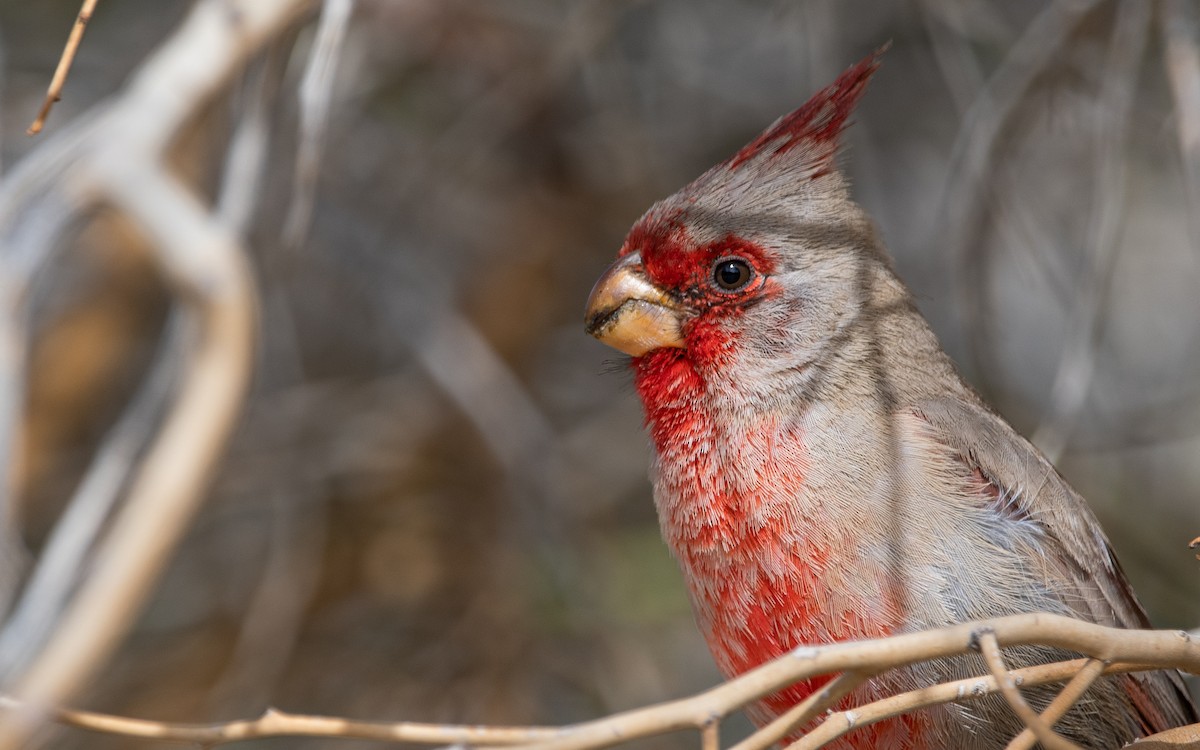 Pyrrhuloxia - ML547513231