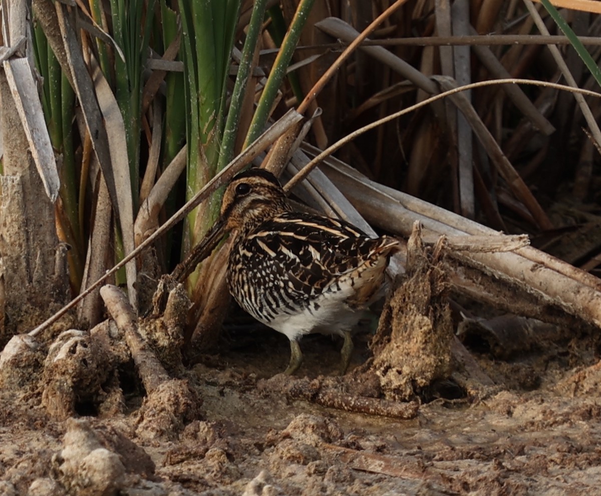 African Snipe - ML547514801