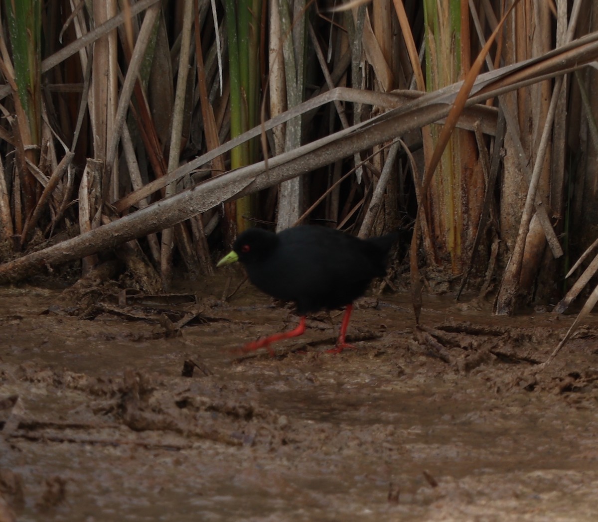 Black Crake - ML547514811