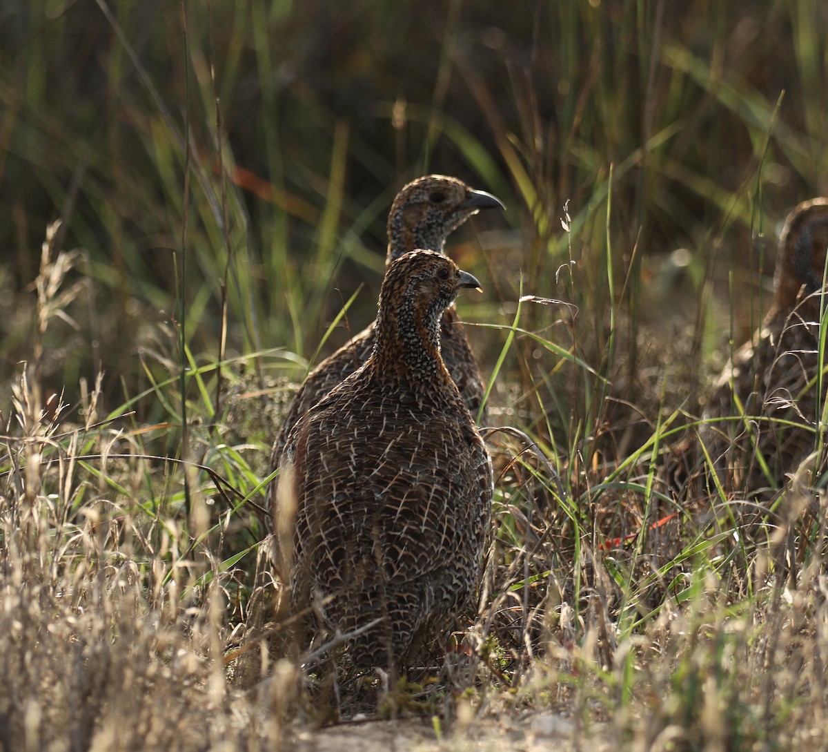 Gray-winged Francolin - ML547514911