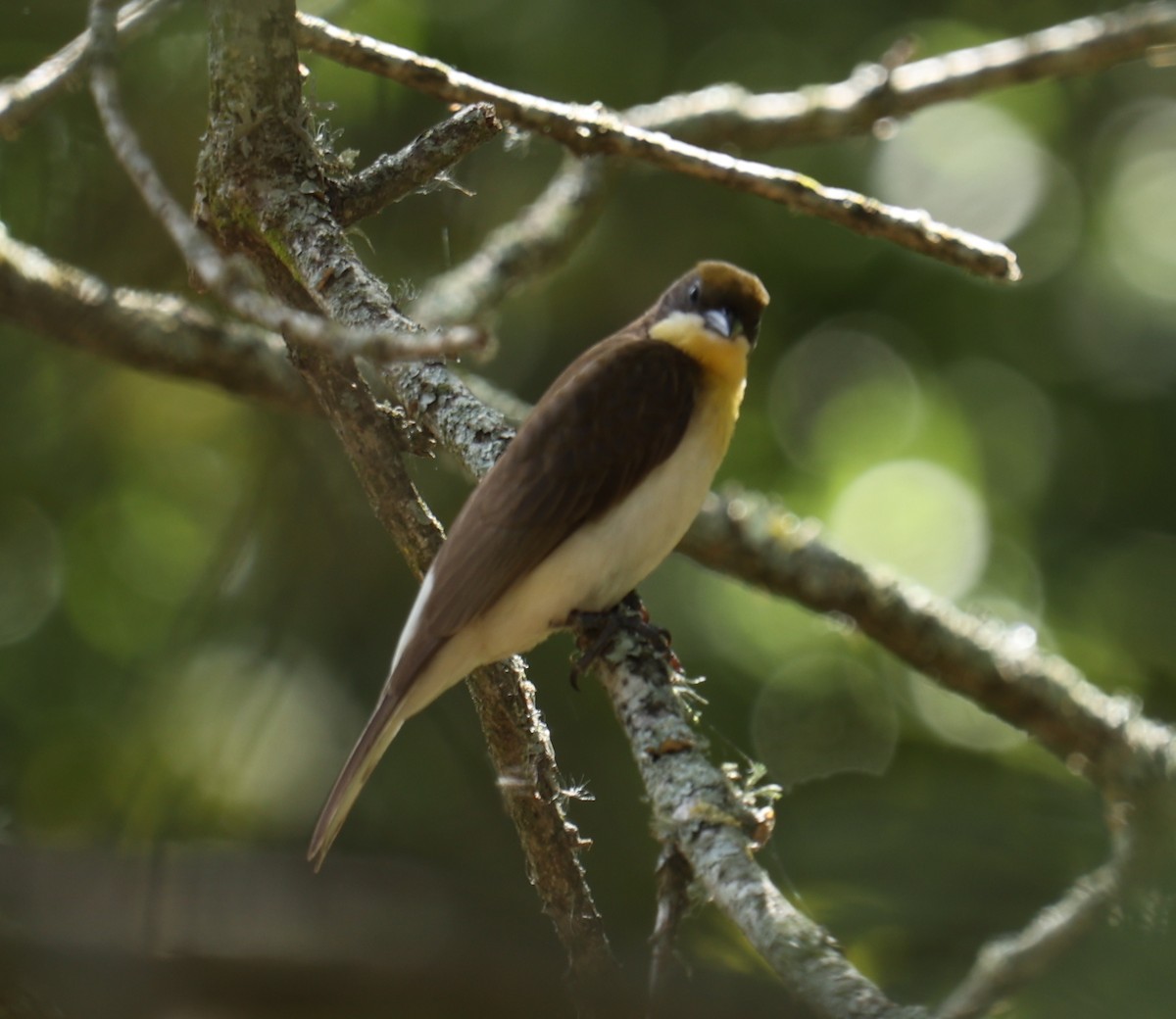 Greater Honeyguide - ML547515151