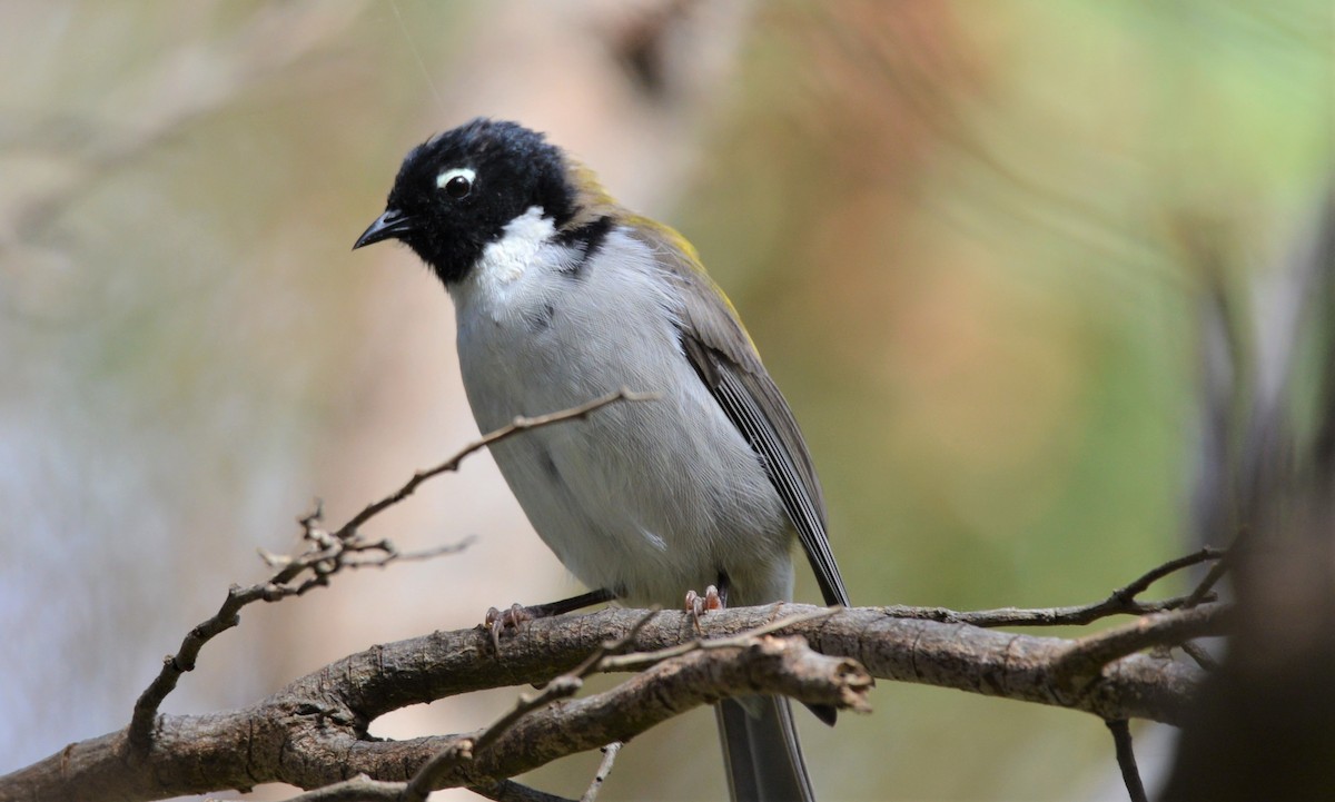 Black-headed Honeyeater - Henry deJong