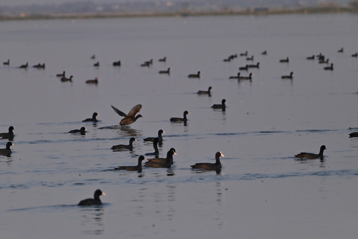 Eurasian Coot - ML547516471