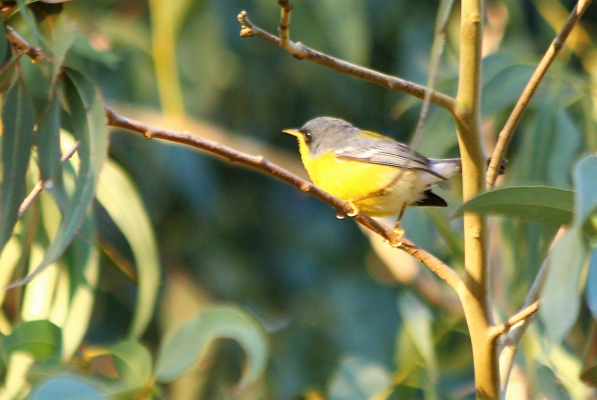 Tropical Parula - ML54751681