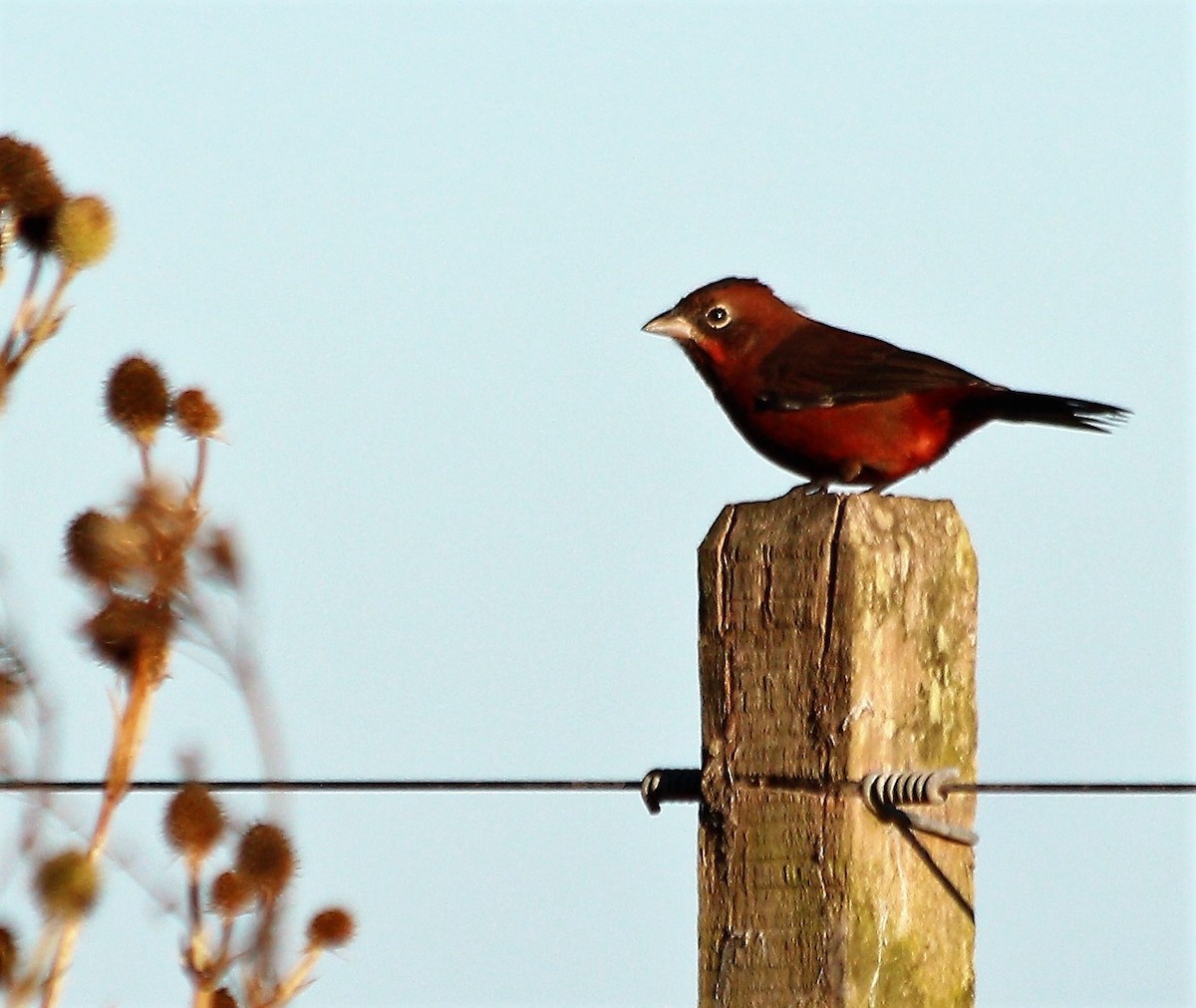 Red-crested Finch - ML54751791