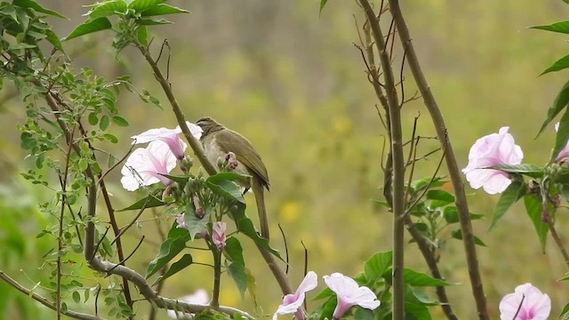 Bulbul à sourcils blancs - ML547518481