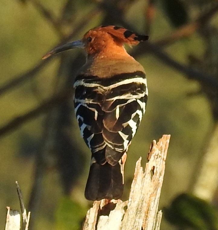 Eurasian Hoopoe - William Forwood