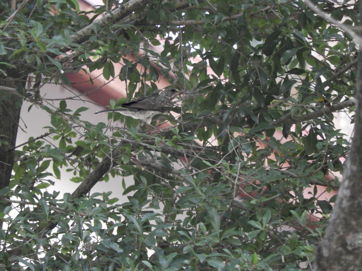 Creamy-bellied Thrush - ML547519571