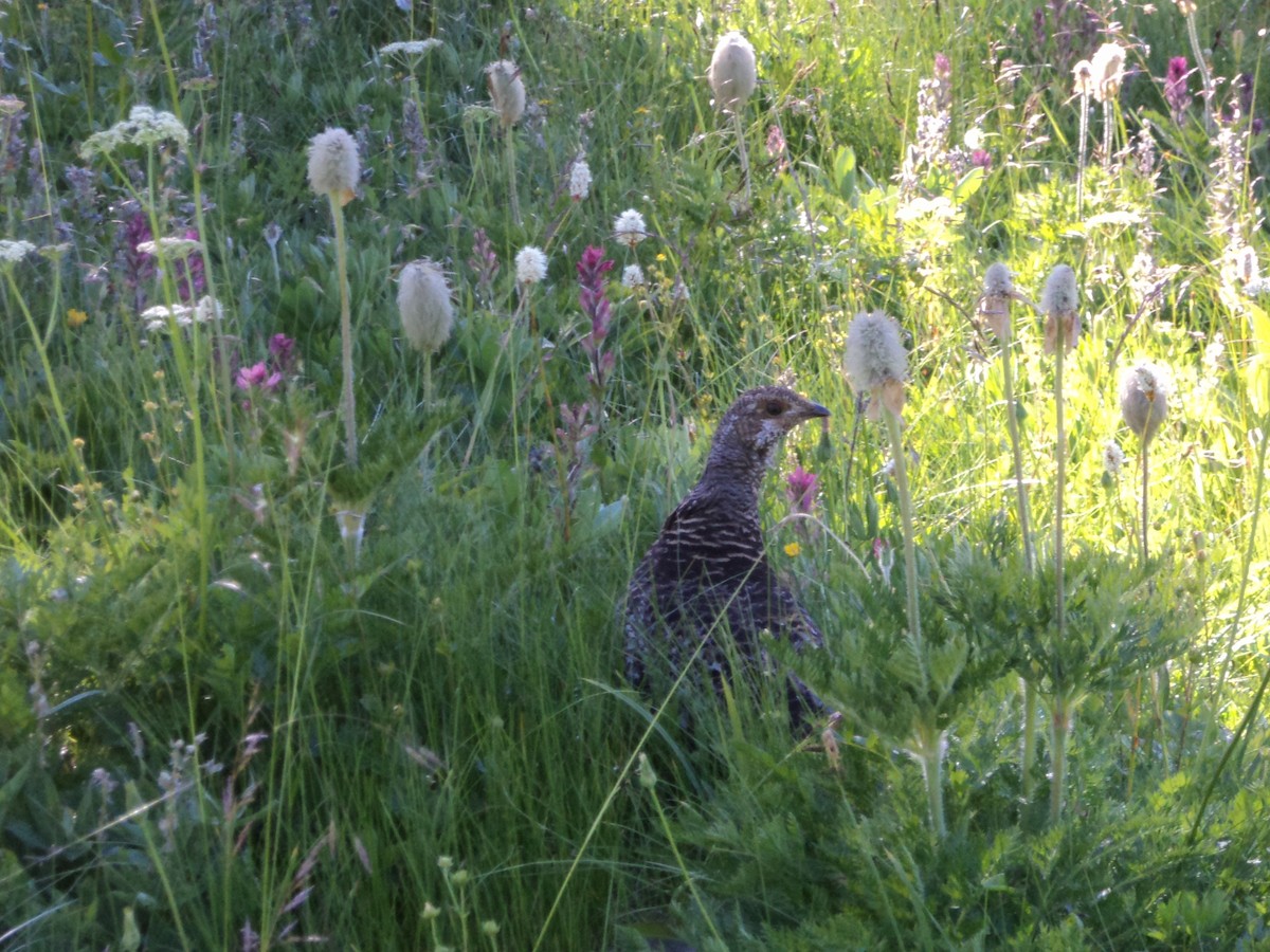 sotjerpe - ML547523581