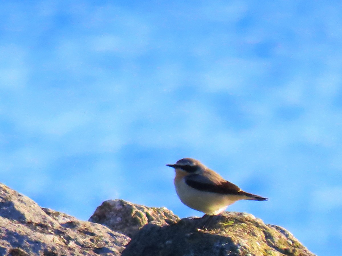 Northern Wheatear - ML547524431