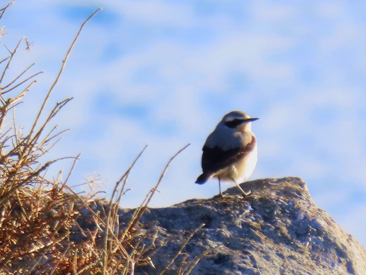 Northern Wheatear - ML547524441