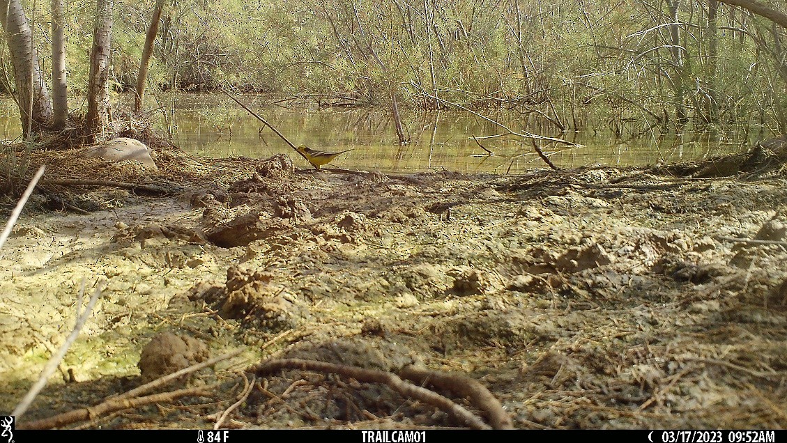 Шар түрүүт цэгцгий - ML547524891