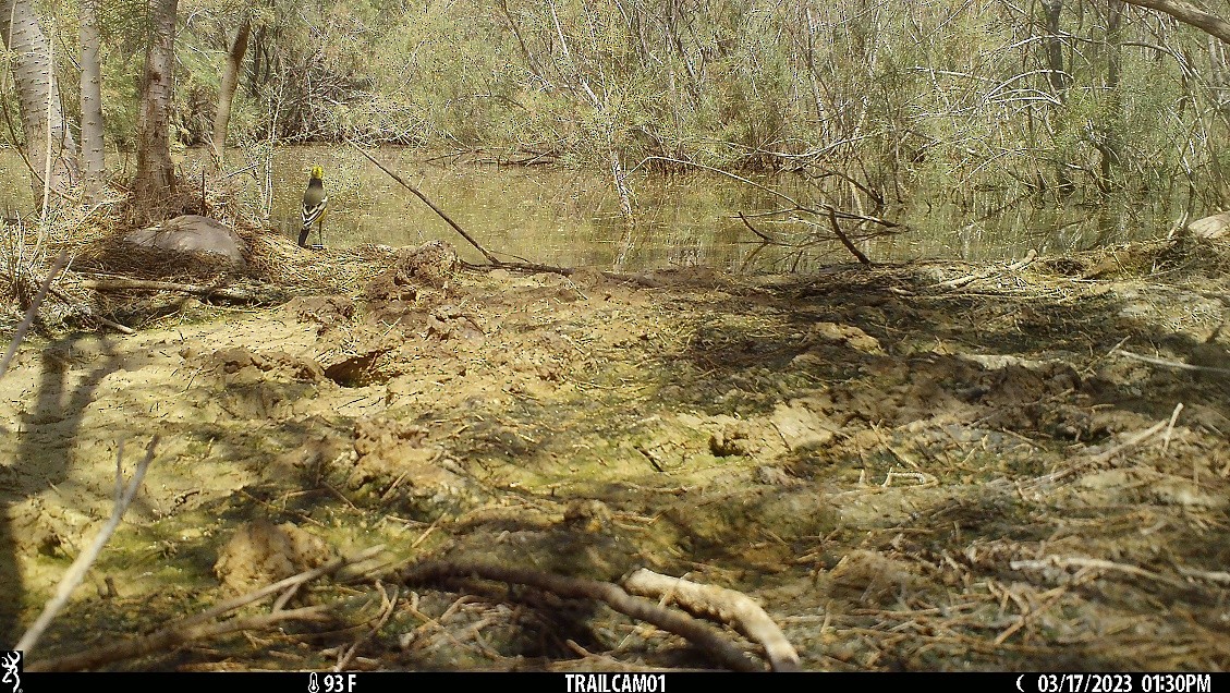 Шар түрүүт цэгцгий - ML547525291