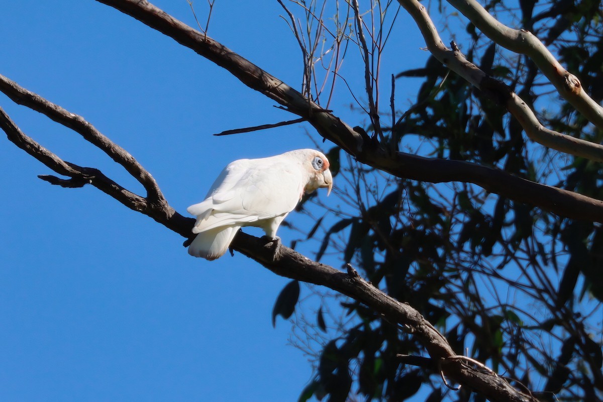 Long-billed Corella - ML547525851