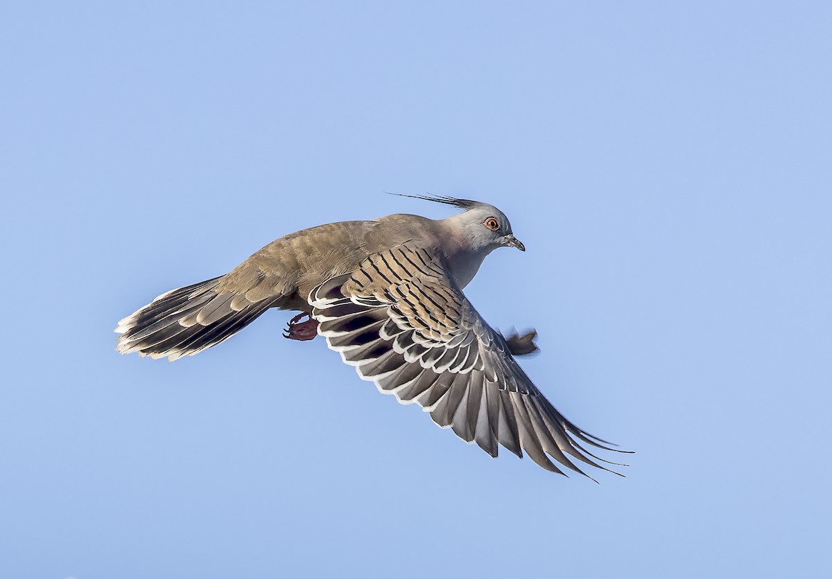 Crested Pigeon - ML547526051