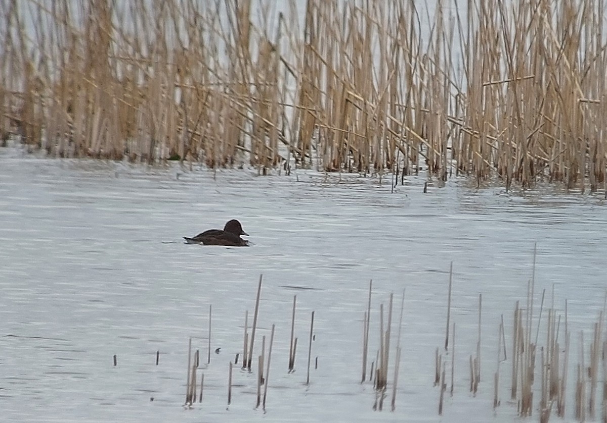 Ferruginous Duck - ML547526141