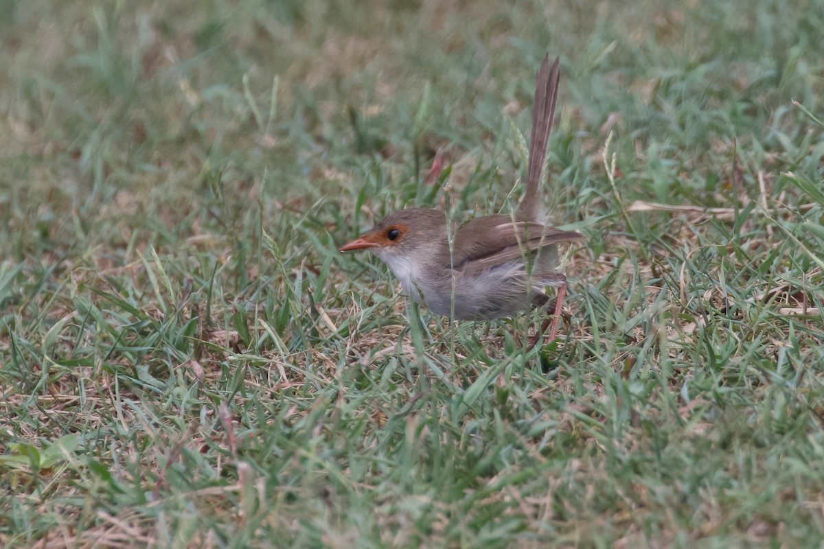 Superb Fairywren - Dennis Devers