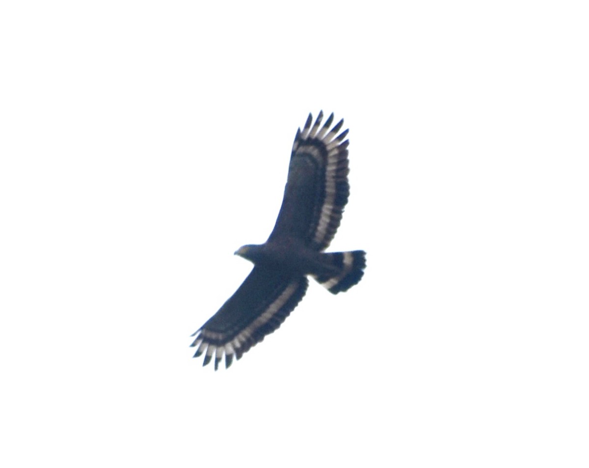 Crested Serpent-Eagle - ML547526441