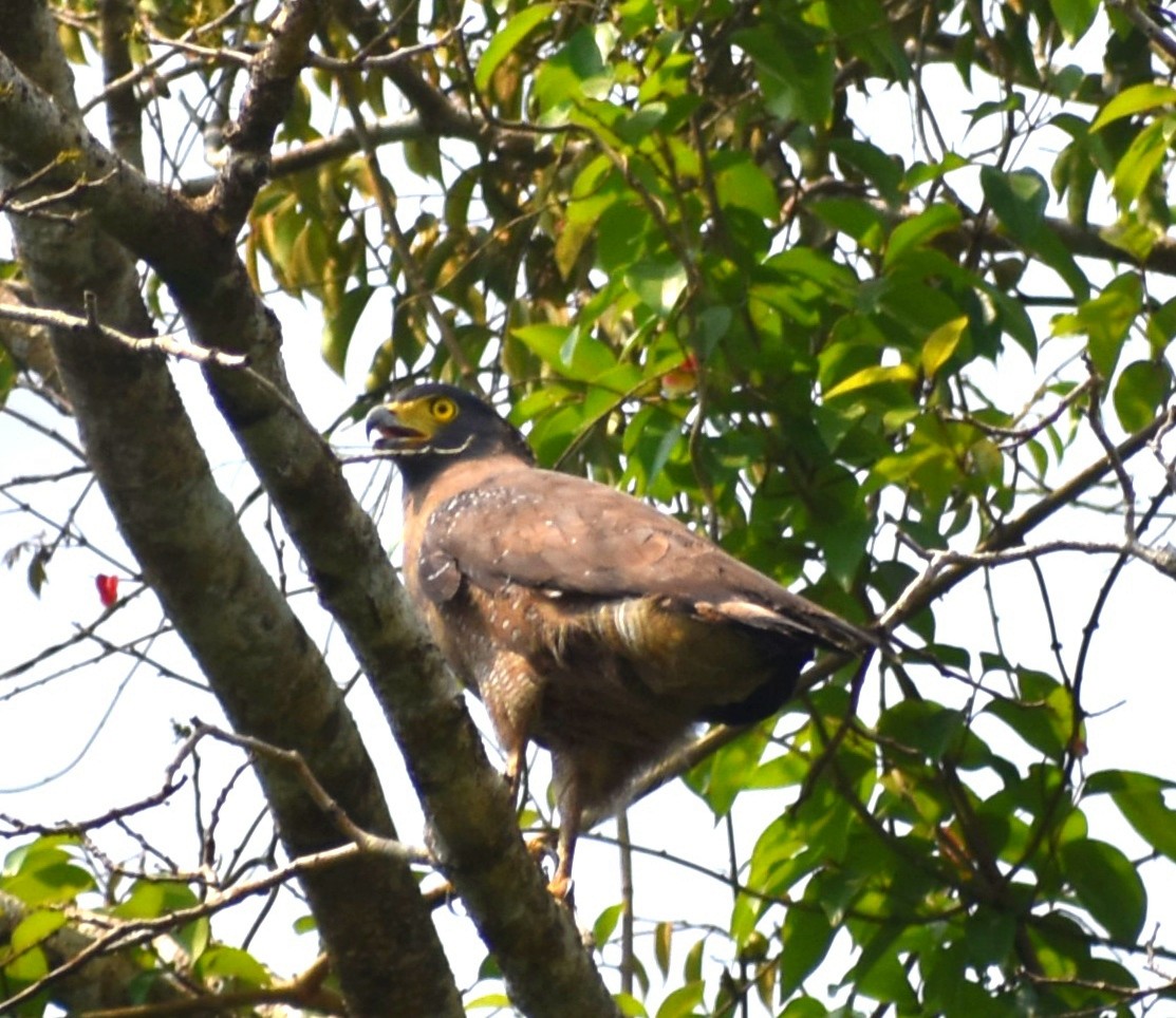 Crested Serpent-Eagle - ML547526451