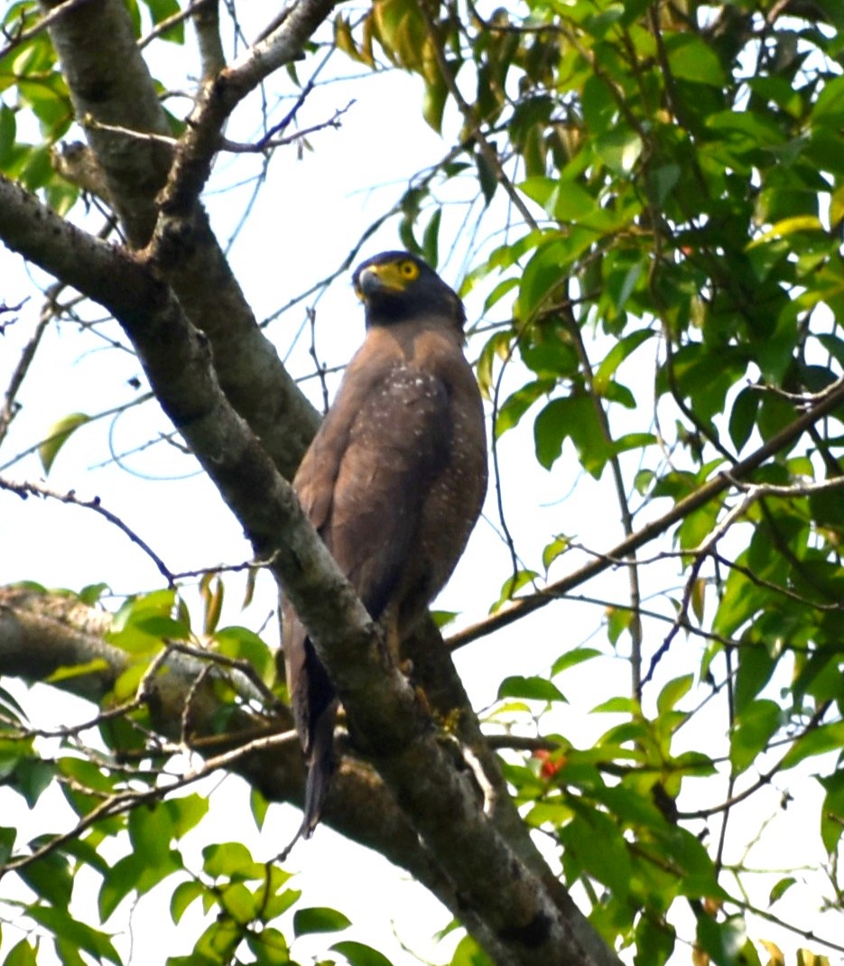 Crested Serpent-Eagle - ML547526461