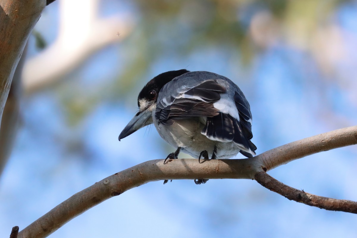 Gray Butcherbird - Dennis Devers