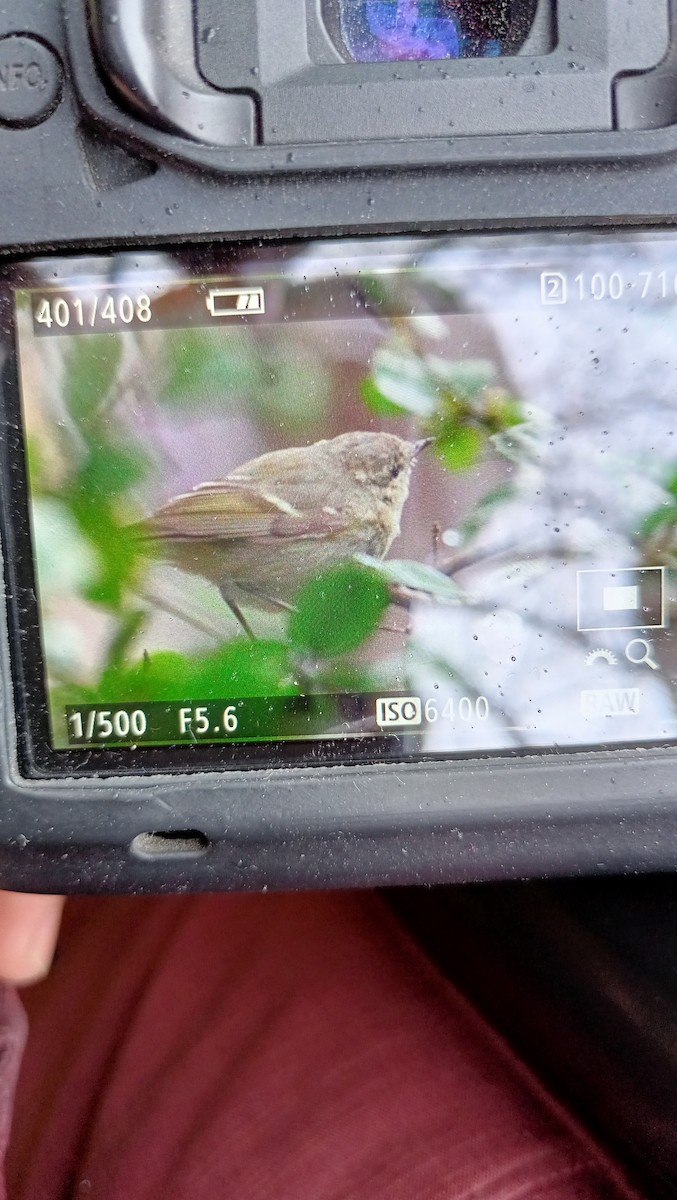 Hume's Warbler - ML547527561