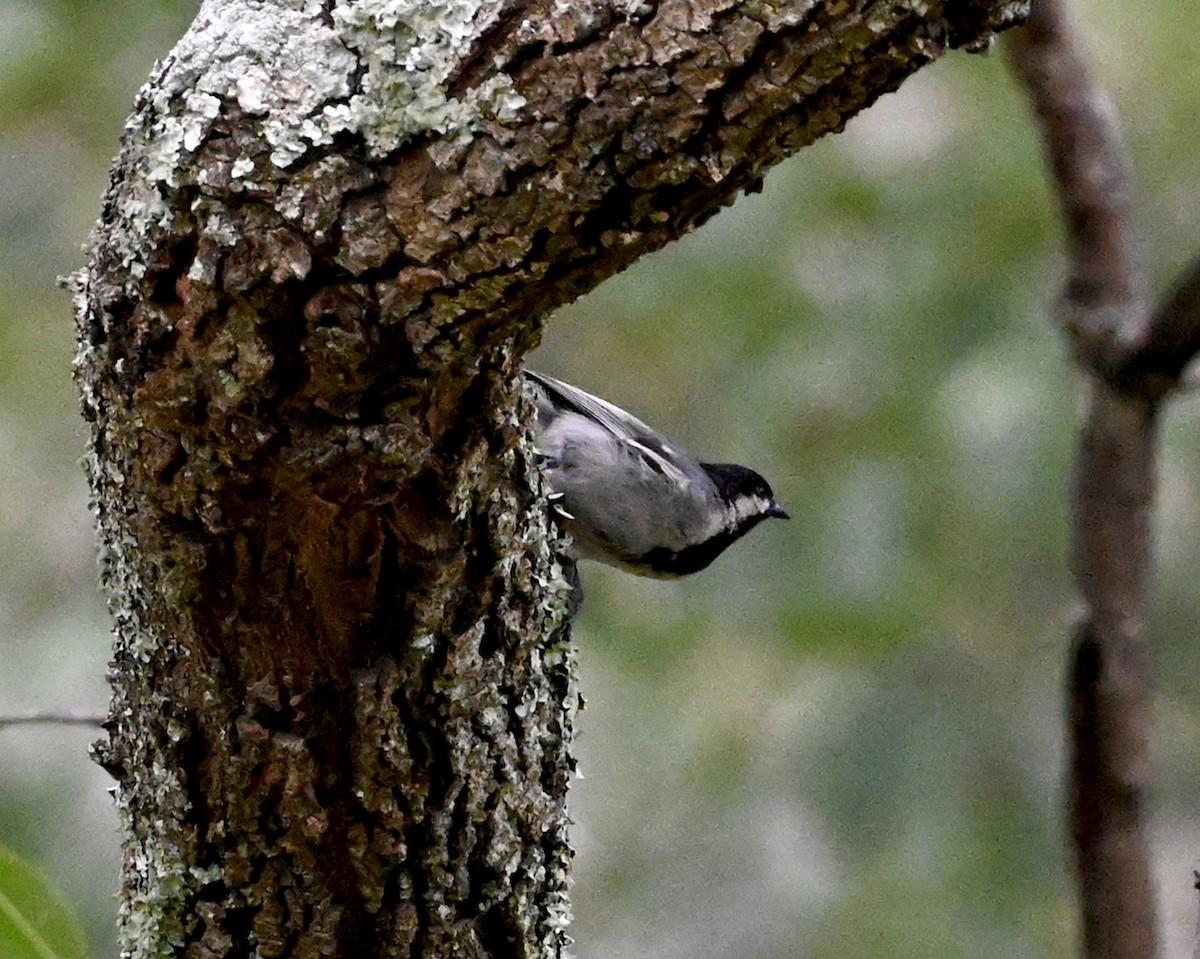 Mésange à ventre gris - ML547529191