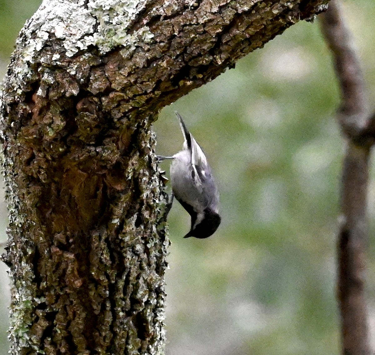 Mésange à ventre gris - ML547529201