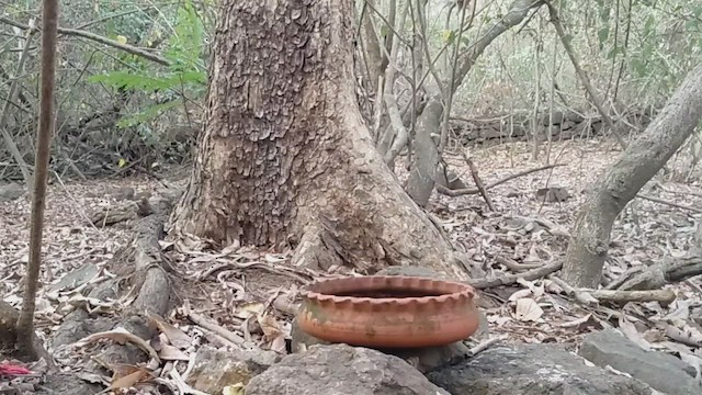 Orange-headed Thrush - ML547529351