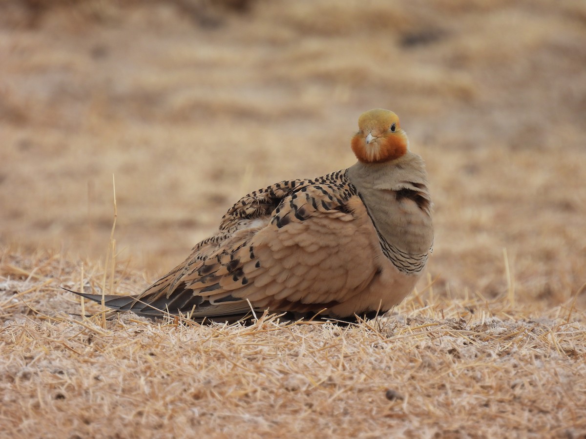 Pallas's Sandgrouse - ML547530291