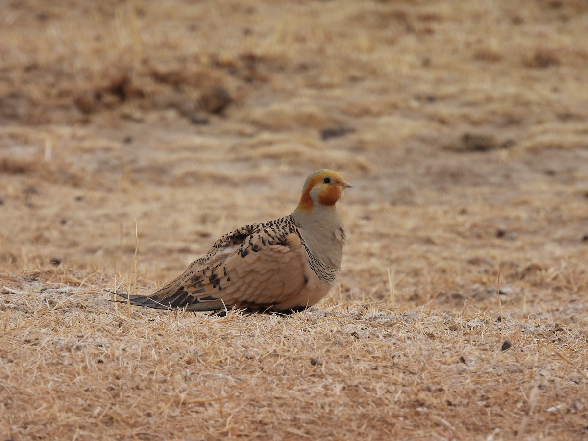 Pallas's Sandgrouse - ML547530301