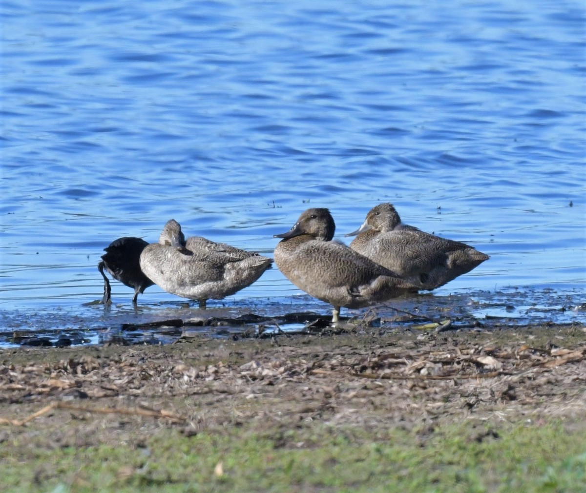 Freckled Duck - Robert Anderson