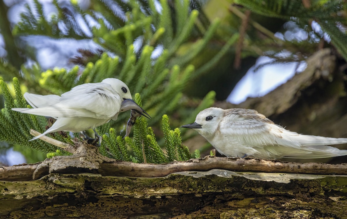 White Tern - ML547532221