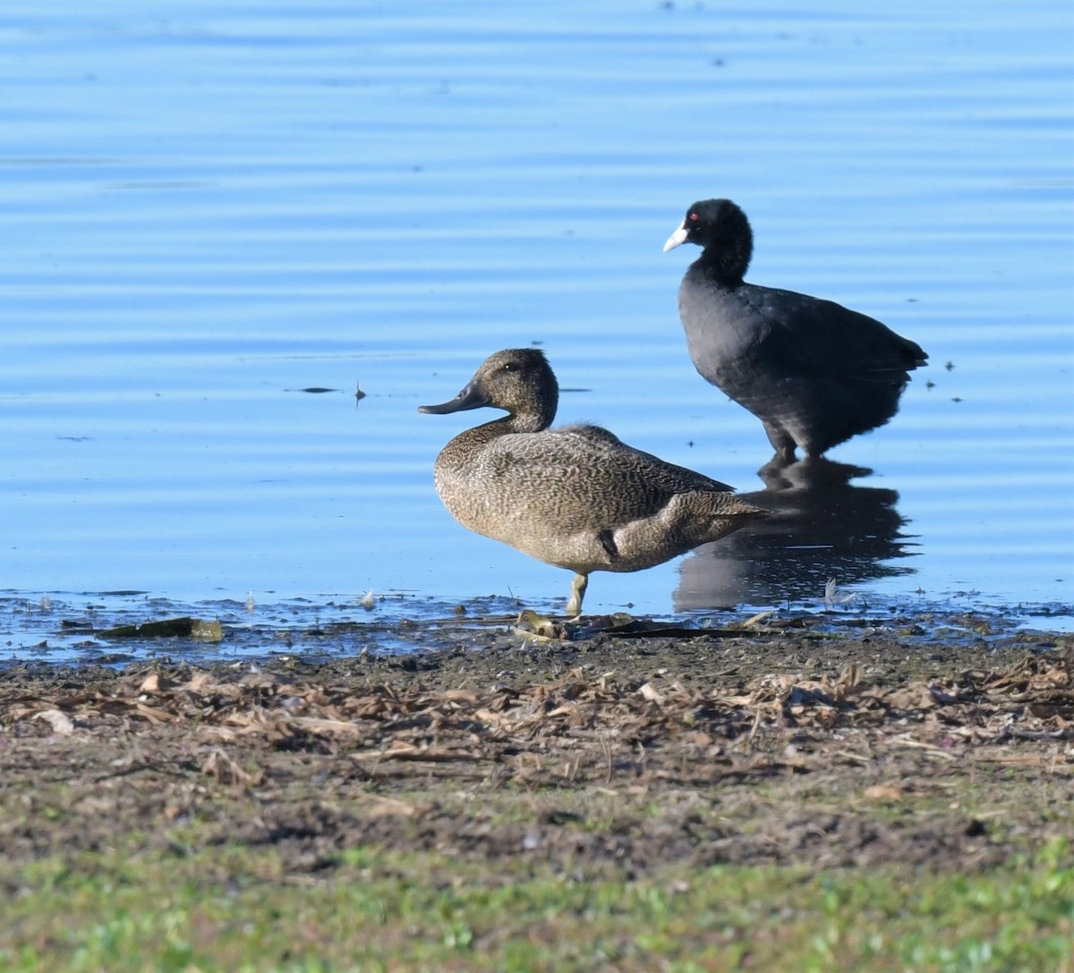 Freckled Duck - ML547532371