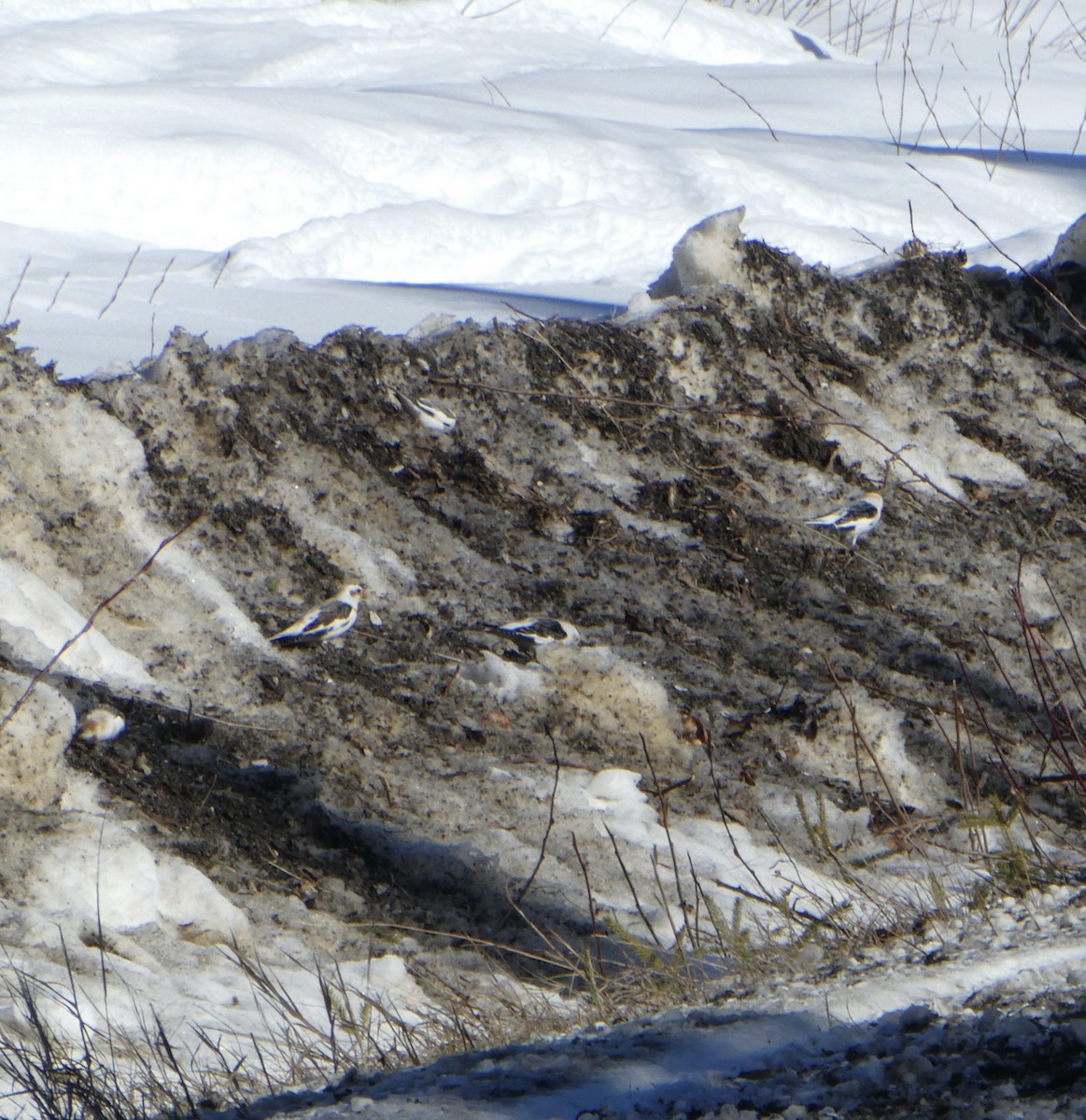 Snow Bunting - ML547532511