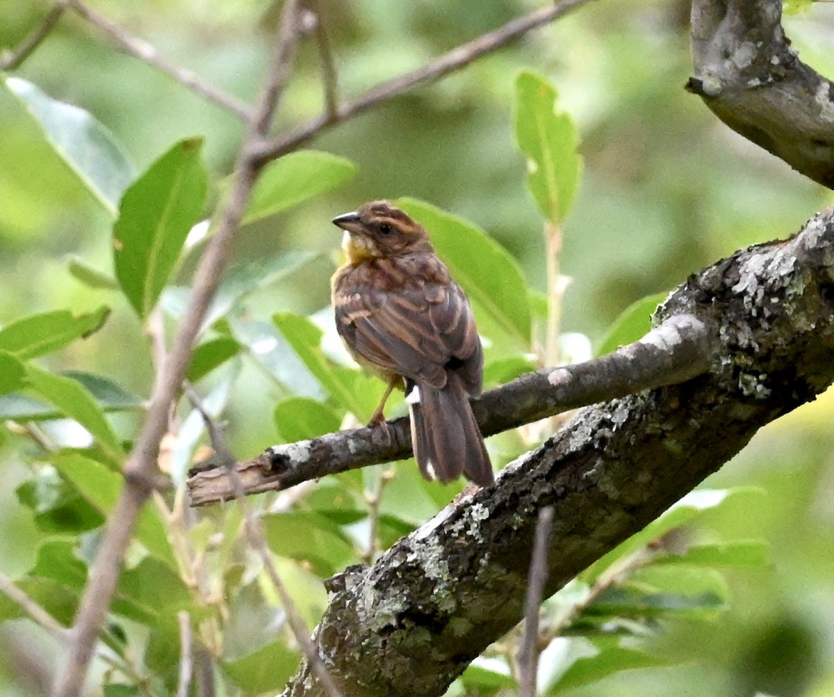 Cabanis's Bunting - Joseph Tobias