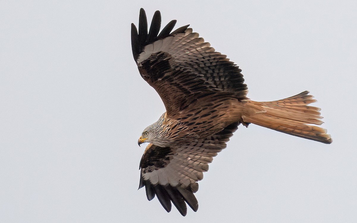 Red Kite (Red) - ML547535551