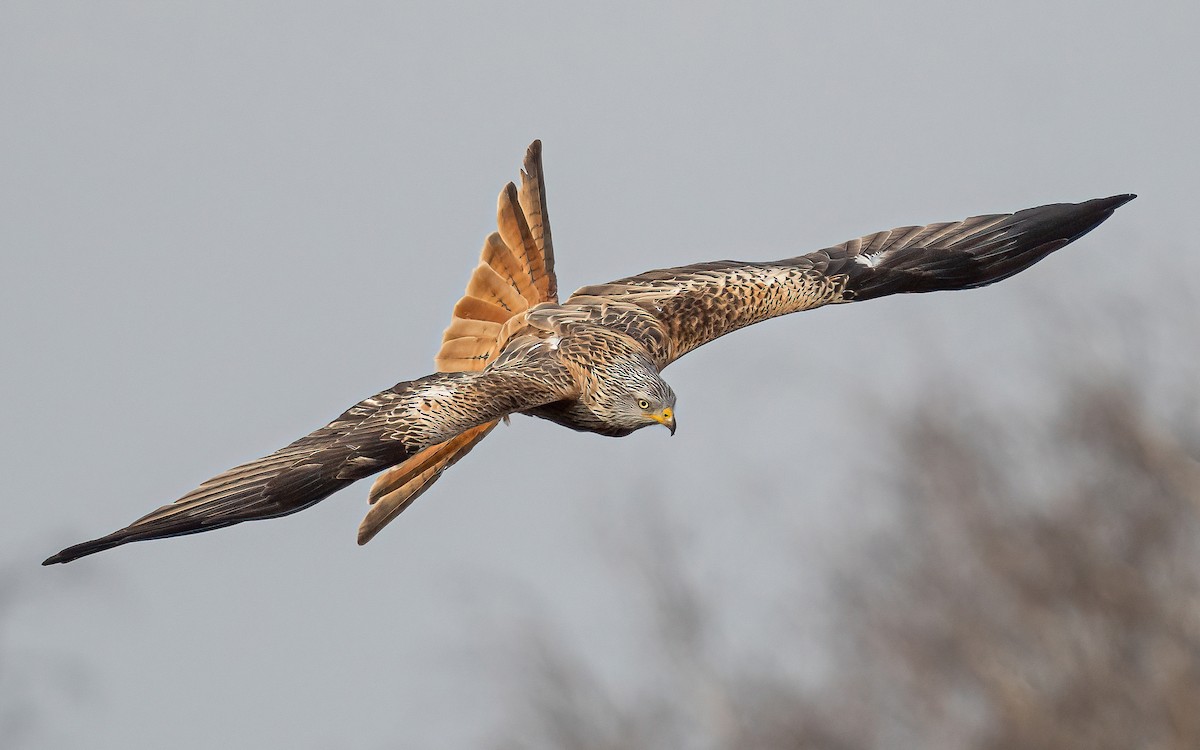 Red Kite (Red) - ML547535561